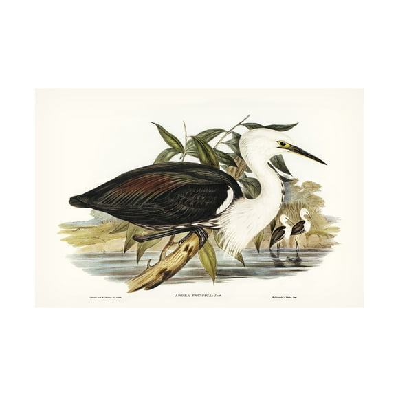 Trademark Fine Art Elizabeth Gould Majestic Waterbird V Canvas Wall Art