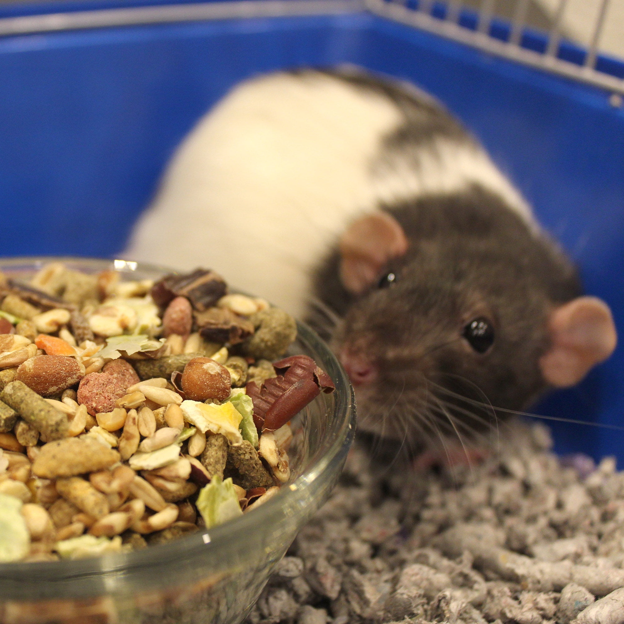 Vitakraft Vita Smart Rat and Mouse Food - Complete Nutrition - Premium Fortified Blend with Ancient Grains for Rats, Mice, and Gerbils