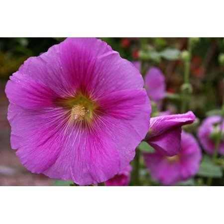 Laminated Poster Bloom Garden Stock Rose Blossom Cottage Garden