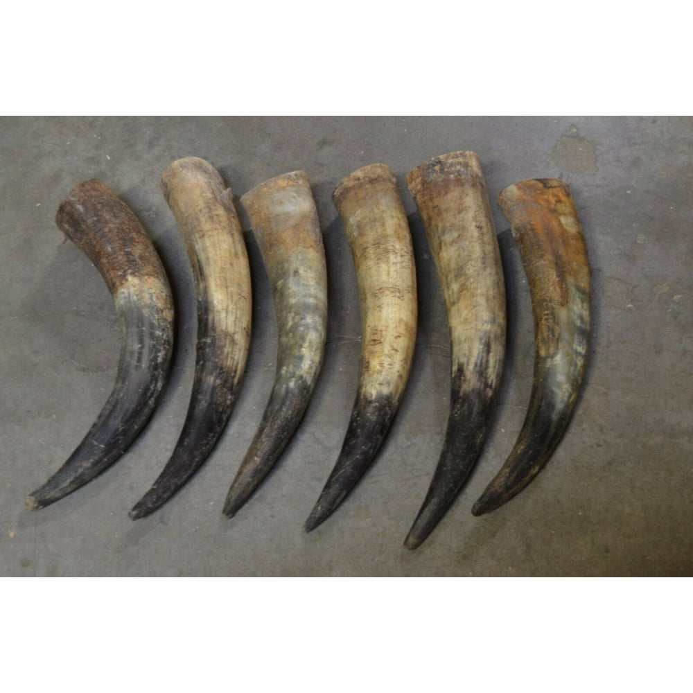 6 Pcs Assort Raw Unfinished Cow Horn Scrimshaw Carving