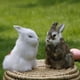 thumbnail image 1 of Cute Rabbit Model Toy Puppy With Bunny Ears Schnauzer Plush Happy Easter Toy Gift For Girls heqiyong LED, 1 of 2