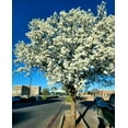 Bradford Pear Tree Seeds (Pyrus calleryana) "Callery" Fast Cold Hardy