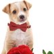 thumbnail image 2 of Unique Style Cat Dog Collars Adjustable Collar Cat Collars Bow Tie and Cute Charm Gentleman Cat Collars Plaid Collars Cat Supplies for Small Medium La, 2 of 2