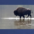 thumbnail image 2 of CafePress - Backlit Bison Maternity Dark T Shirt - Maternity Dark T-Shirt, 2 of 3