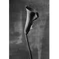 thumbnail image 2 of Mori, Kenji 11x14 Black Ornate Wood Framed with Double Matting Museum Art Print Titled - Flower_3, 2 of 4