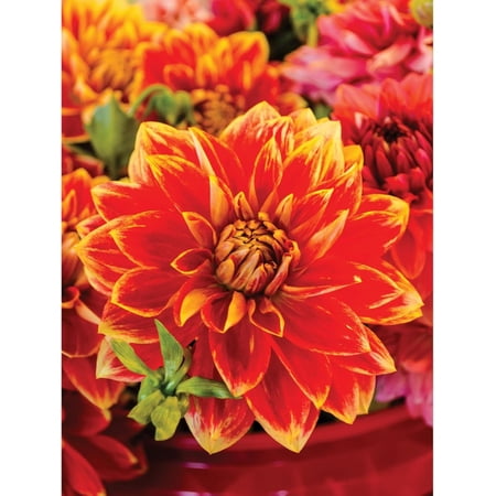 Bits and Pieces Jigsaw Puzzle Dutch Carnival Dahlia 500 Piece 18" x 24"