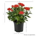 thumbnail image 2 of Expert Gardener 1PT Garden Mini Rose Full Sun Shrub, 2 of 10