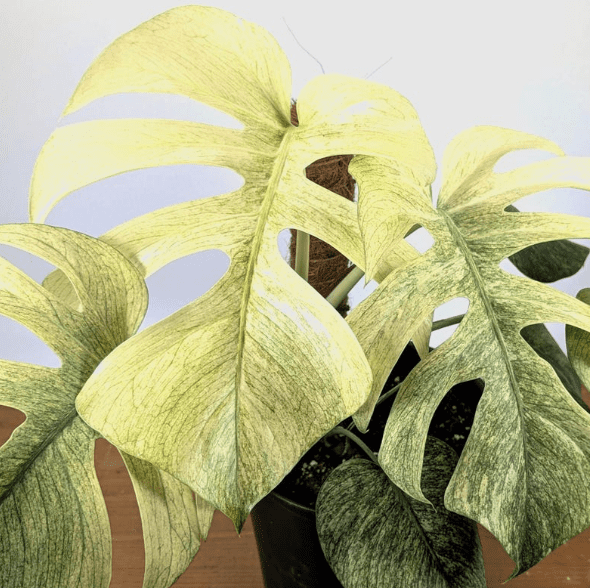 Monstera Mint Live Plant, Mint Variegated Monstera Plant, Rare Tropical Monstera for Garden 4 to 6 Inc Tall