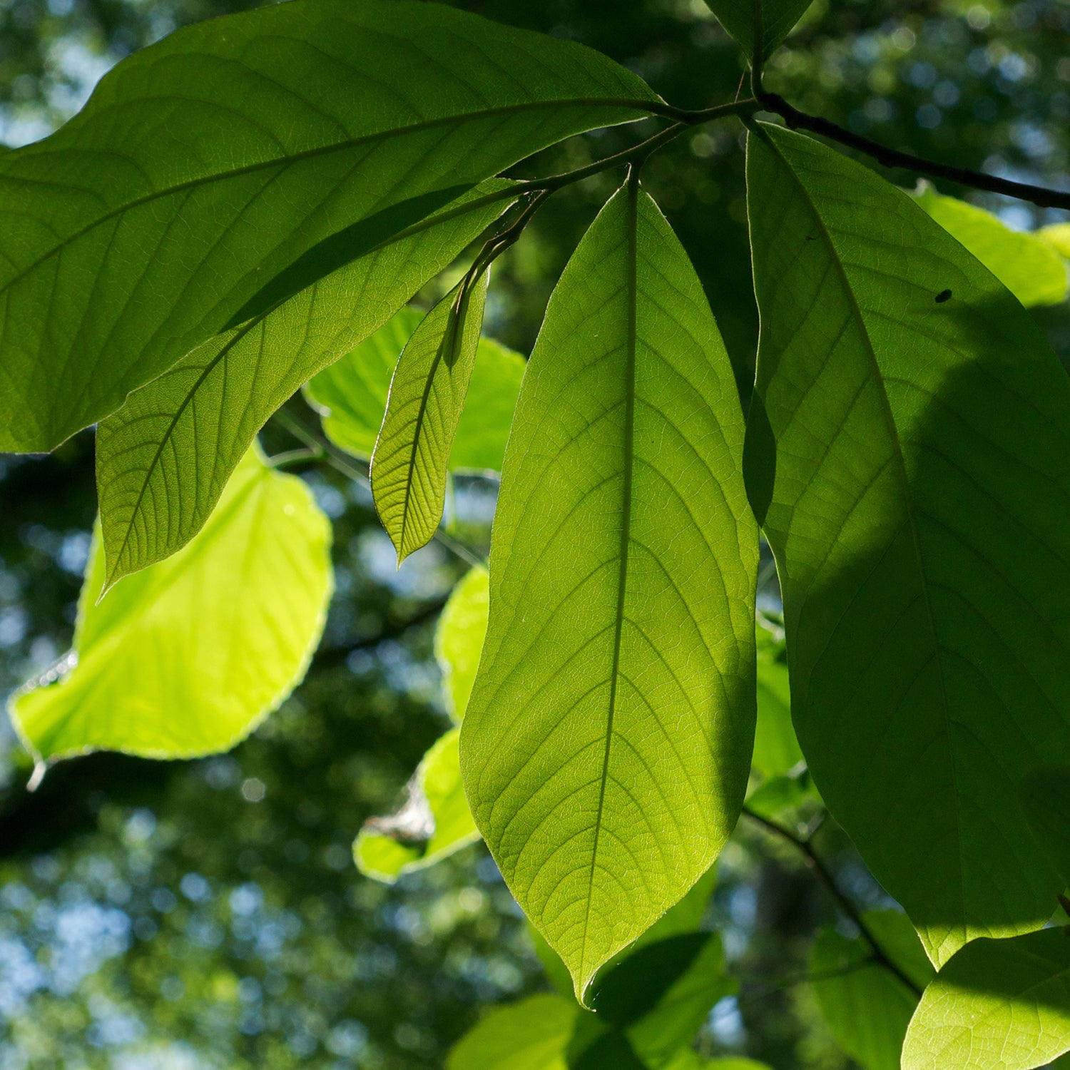 Expert Gardener 3-4 ft tall Paw Paw Live Tree in 7-Gallon Grower Pot