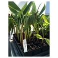 thumbnail image 2 of Pisang Raja Banana Plant - King of Bananas - Live Plant, 2 of 2