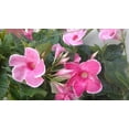 thumbnail image 2 of Mandevilla Alice Du Pont, Pink Flower, Lot of 2 Starter Plants, 2 of 8