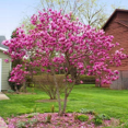 thumbnail image 2 of Ann Magnolia Plant, 4-7 Inch Height, Suitable for Home and Garden Decor, 2 of 5