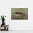 thumbnail image 2 of Petrie North American Fishes Blackfish Tautog Illustration Extra Large XL Wall Art Poster Print, 2 of 3
