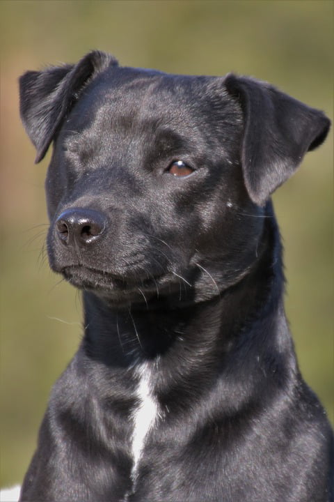 patterdale terrier images