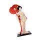 thumbnail image 5 of Estatua de geisha japonesa de 12 pulgadas, muñeca geisha asiática, muñecas kimono para mesa y hogar. Blanco y dorado, 5 of 9