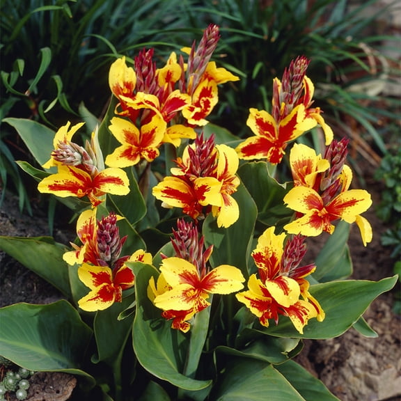 Van Zyverden Cannas Reine Charlotte Set of 5 Bulbs Multicolor Full Sun Deer Resistant