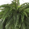 thumbnail image 2 of HomeStock Large Renaissance Refinement Fern Hanging Basket, 2 of 5