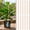 15PCS, variant on Lethargic Electroculture Plant Stakes, 12, 14 or 17 in Copper Wire and Wood Spiral Garden Stakes for Indoor and Outdoor Plants (12'', 5PCS
