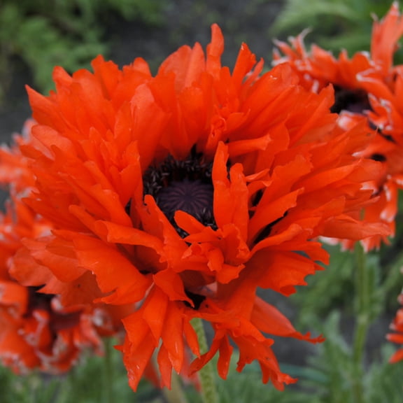 Van Zyverden Poppies Ruffled Princess of Orange Set of 3 Plant Roots Orange Full Sun Perennial Deer Resistant 1 lb