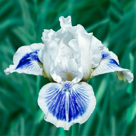 

Iris bulbs patio decoration grow well in pots and gardens iris bulbs for planting，iris bulbs bulk