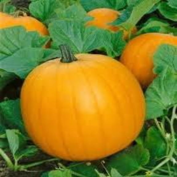 PAPAW'S GARDEN SUPPLY LLC. HELPING THE NEXT GENERATION GROW! Jack O' Lantern Heirloom Pumpkin 25 Seeds