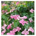 Kousa Japanese Dogwood Spring Flowering Tree Live Plant Shipped 3 Feet Tall by BULYAXIA