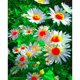 thumbnail image 1 of Taladro Pintura Diamante (DB2871) 5D DIY Flor a todo color Kit de bordado de punto de cruz 45x60cm Hugtrwg Para estrenar, 1 of 1