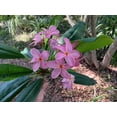 thumbnail image 5 of 10 Violet Plumeria Seeds, 5 of 6
