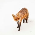thumbnail image 2 of Aledanda 12x12 White Modern Wood Framed Museum Art Print Titled - Red Fox II, 2 of 4