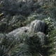 thumbnail image 5 of Traje Ghillie para exteriores para niños, traje de camuflaje de francotirador, ropa de camuflaje de jungla, equipo de caza de 1,1 a 1,3 m/43,3 a 51,2 pulgadas, 5 of 5