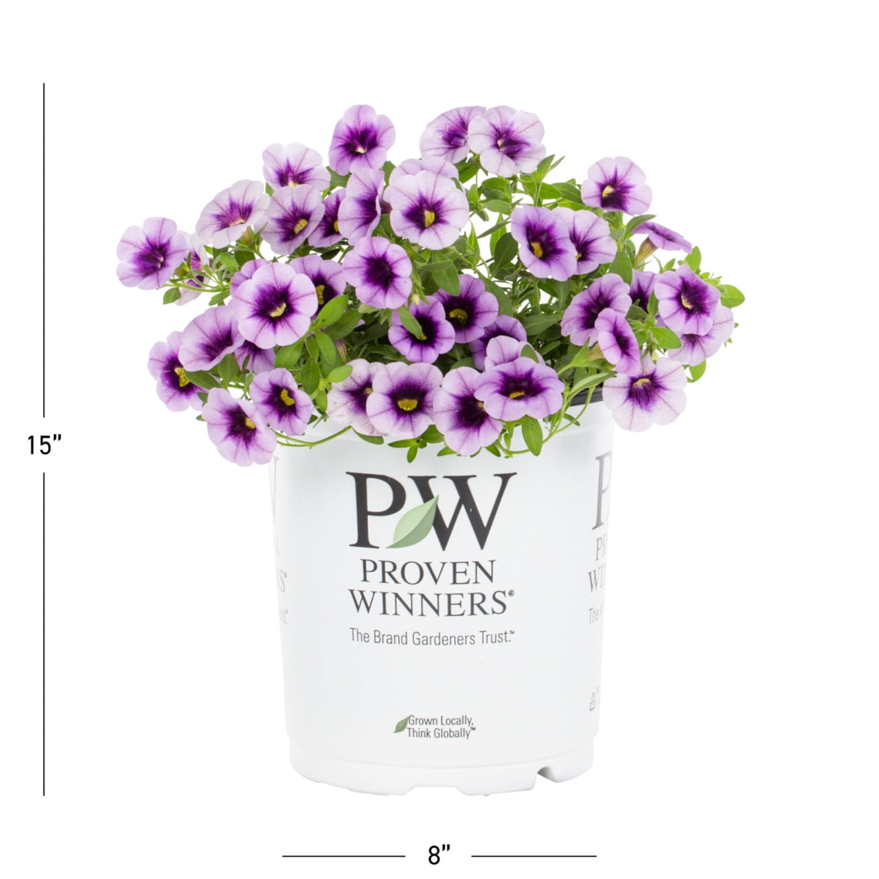 Proven Winners 2QT BlueCalibrachoa Live Annual Plant Sun 3-Pack