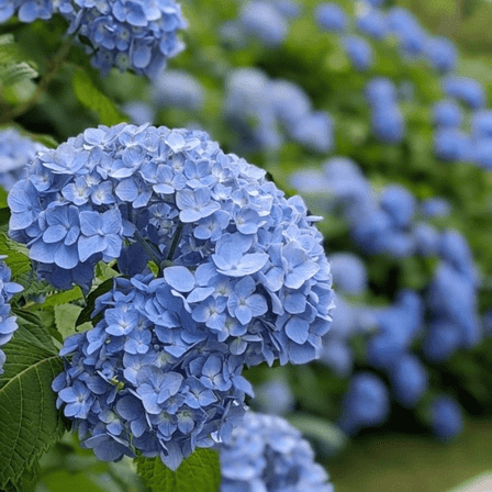 Live Blue Hydrangea Plant, 3–5 Inch Height, Compact Hydrangea Shrub Plant for Containers or Patio Gardens