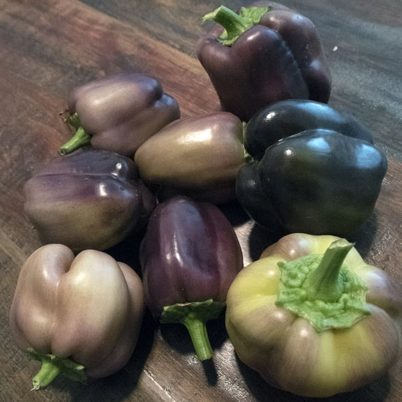 Pinot Noir F1 Hybrid Sweet Pepper Seeds - 300 Mg Packet ~40 Seeds - Non-GMO, F1 Hybrid - Vegetable Garden - Capsicum annuum