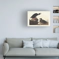 thumbnail image 3 of John James Audubon 'Black Or Surf Duck' Canvas Art, 3 of 3