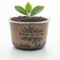 thumbnail image 3 of Seeds In A Cup® Olive Tree Seed Starter Grow Kit, 3 of 24