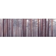 thumbnail image 2 of Frank, Assaf 18x9 White Modern Wood Framed Museum Art Print Titled - Tree trunks, 2 of 4