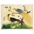 thumbnail image 2 of Raineri, Carlo, Vittorio 18x15 White Modern Wood Framed Museum Art Print Titled - Bird of Paradise and Exotic Bird, 2 of 4