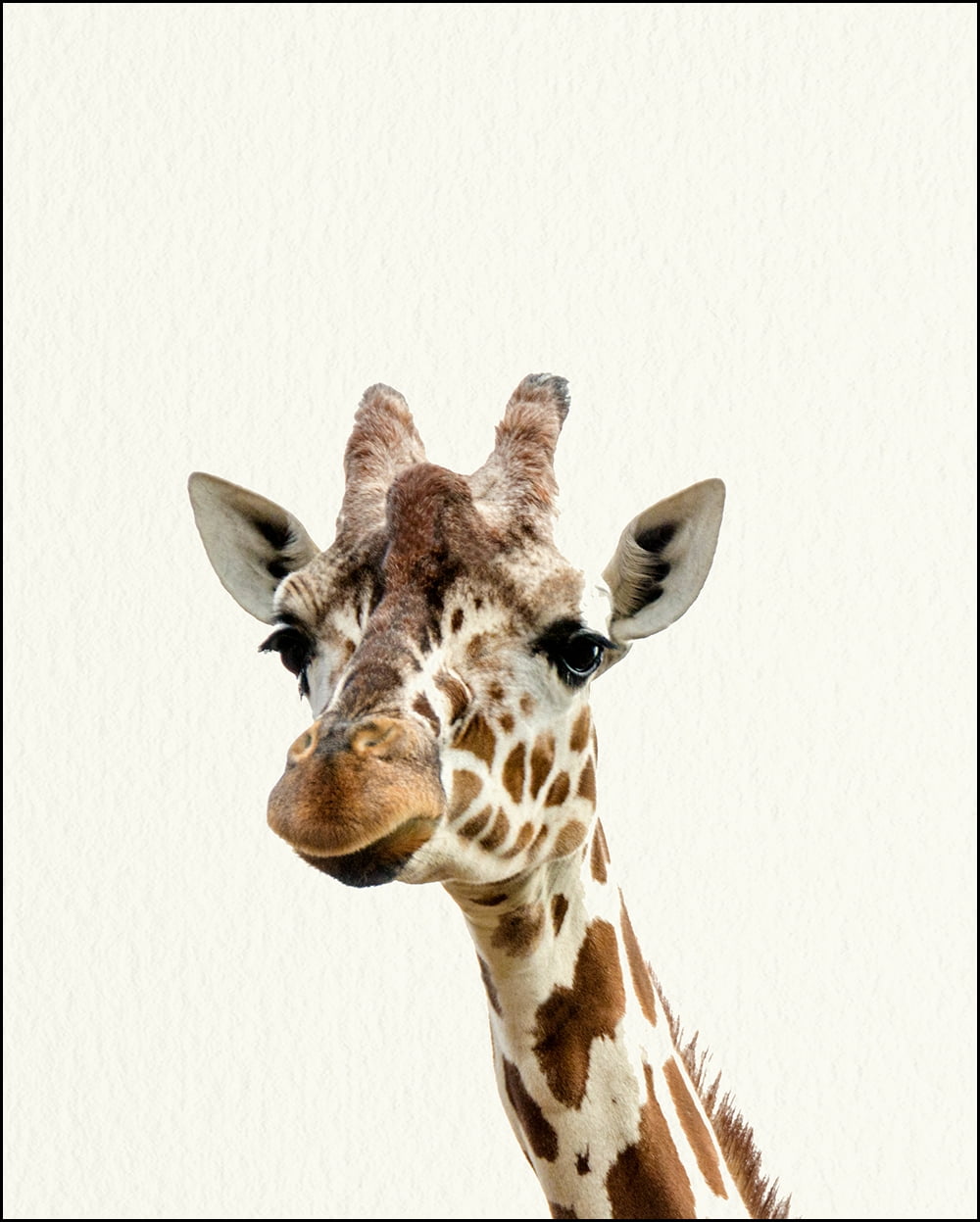 Baby Zoo Giraffe Nursery Wall Décor Farm Animal Art Print