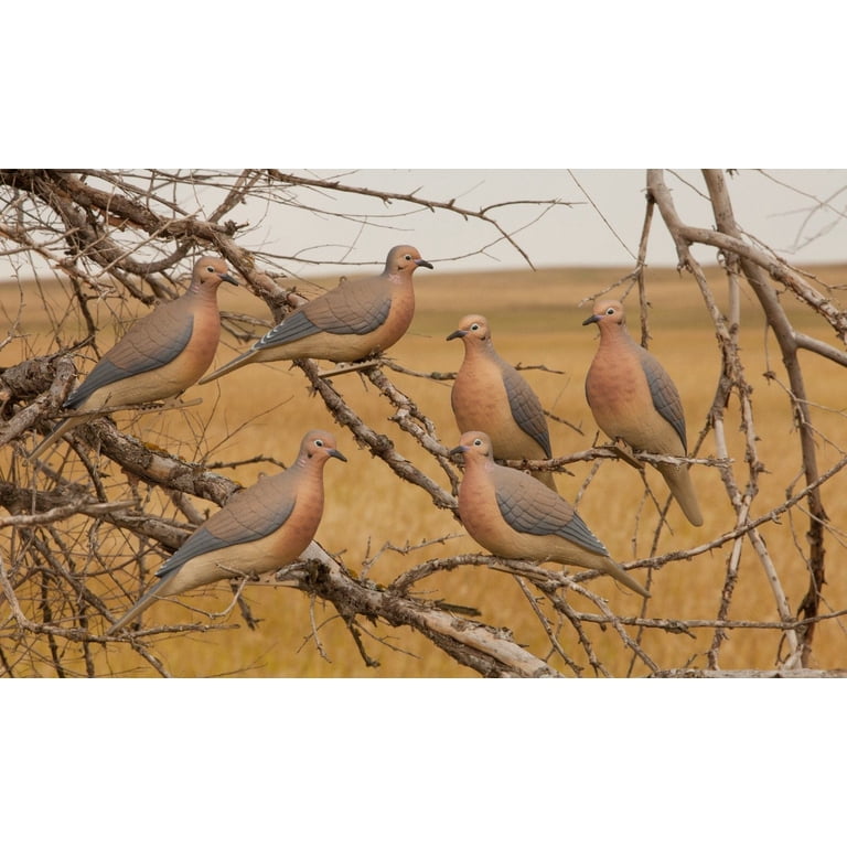 GHG Mourning Dove Decoy 6PK - Walmart.com