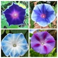 thumbnail image 3 of 50 Mixed JAPANESE MORNING GLORY Ipomoea Nil Flower Vine Color Mix Bicolor Tricolor Blue Red White Pink Purple Violet Seeds, 3 of 10
