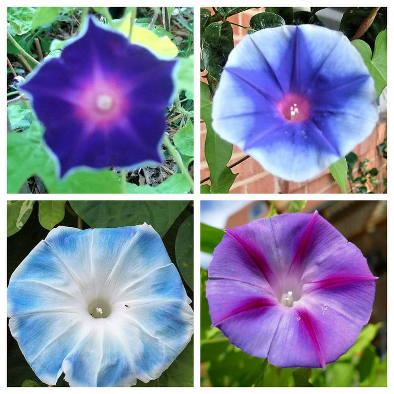 50 Mixed JAPANESE MORNING GLORY Ipomoea Nil Flower Vine Color Mix