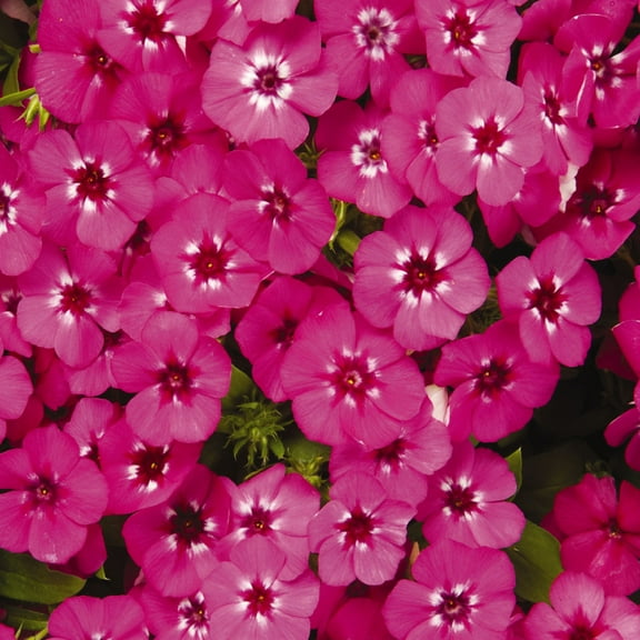 Annual Phlox Drummondii 21st Century Pink Flower Seeds - 50 Seeds