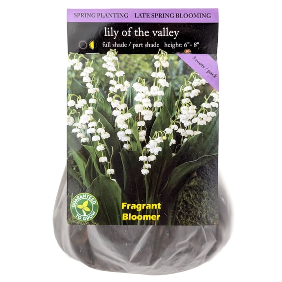 EuroBlooms Lily of the Valley Flower Bulbs, Bag of 3, Fragrant Shade Perennial Ground Cover