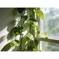 thumbnail image 4 of Climbing Wall Fixture Clips 2026 Clips For Climbing Green Leaf Shaped Self Wall Clips For Vine Support Traction And Organization, 4 of 8
