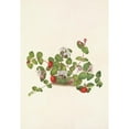 thumbnail image 3 of Mary Vaux Walcott 18x24 Black Modern Framed Museum Art Print Titled - Partridgeberry. Mdtchella Repens (1925), 3 of 5