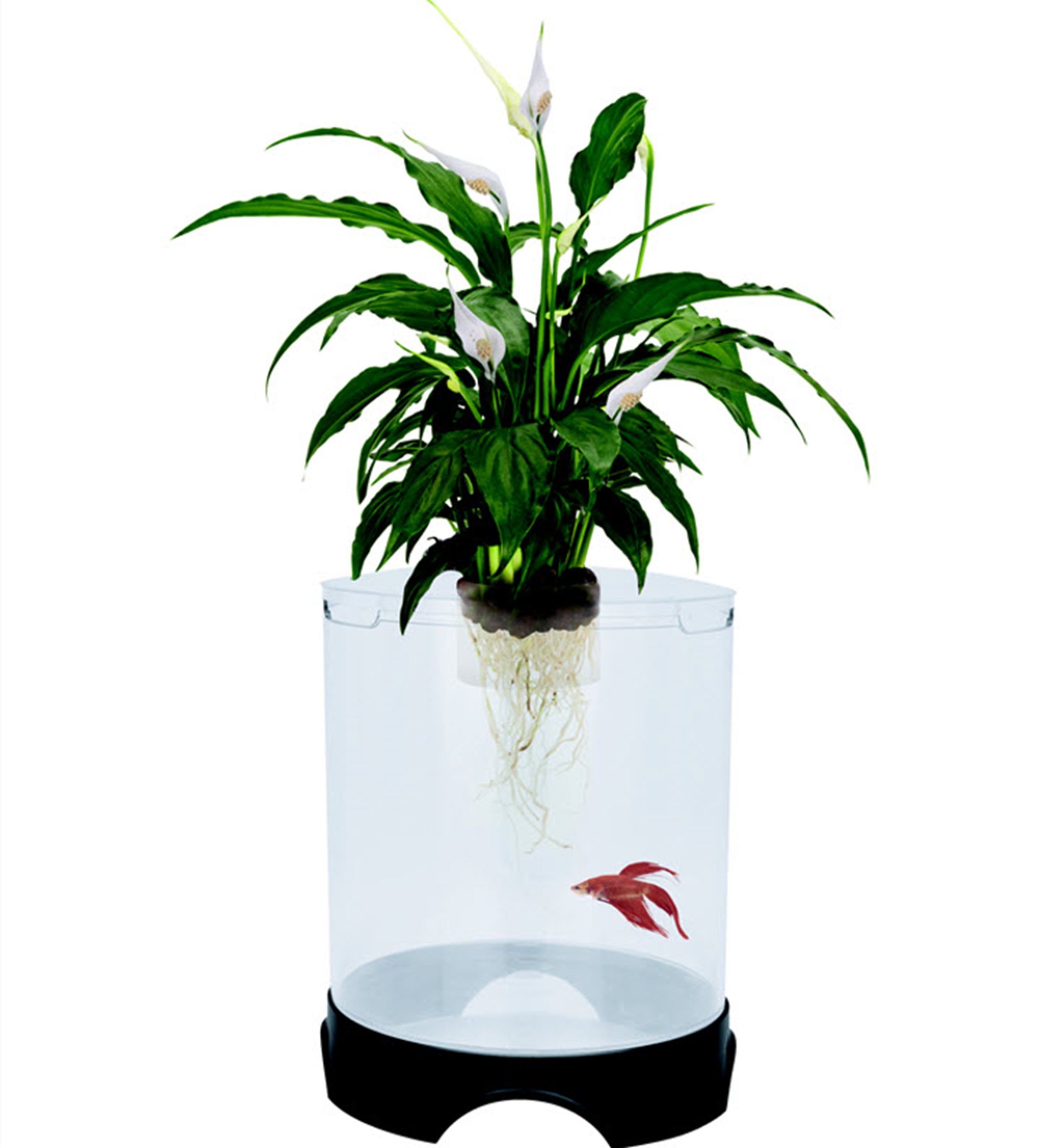 Penn-Plax Aqua-Ponic Plastic Betta Tank & Hydroponic Planter –  for Plants and Fish – 1.4 Gallon