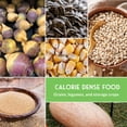 thumbnail image 6 of Survival Garden Staples Seed Vault 25 Pack - Heirloom Full Sun Annual Vegetables, 6 of 8