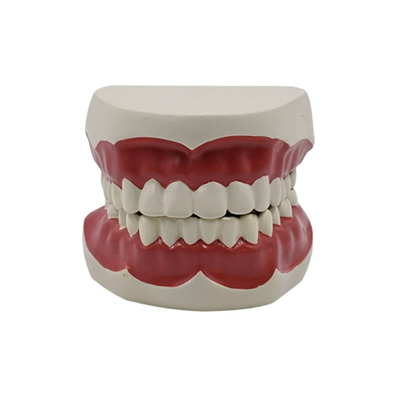 Simulation Teeth Model Display Teeth Structure Model for Kids Learning Education