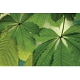 thumbnail image 2 of Geyman, Vitaly 24x17 Black Ornate Wood Framed with Double Matting Museum Art Print Titled - Chestnut Leaves Duet I Green, 2 of 4