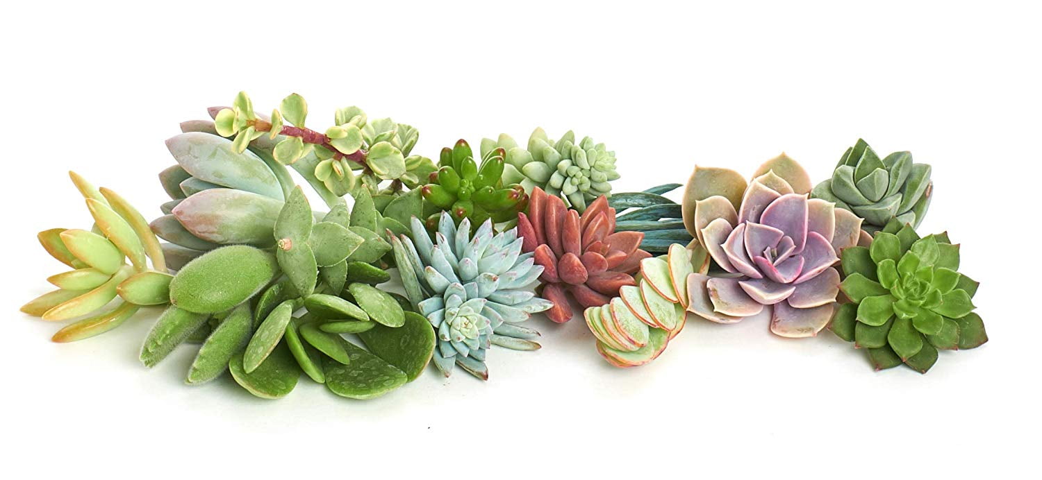 Home Botanicals 15 Assorted Succulent Plant Cuttings
